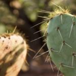 Kitchen Corner: Curious about Cactus?