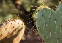 Kitchen Corner: Curious about Cactus?
