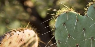 Kitchen Corner: Curious about Cactus?