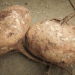 Kitchen Corner: Jicama