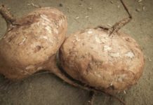 Kitchen Corner: Jicama