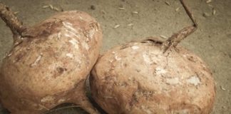 Kitchen Corner: Jicama