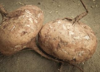 Kitchen Corner: Jicama