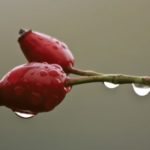 Remarkable Rosehip