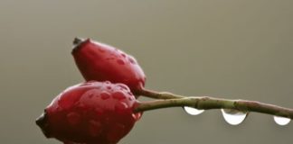 Remarkable Rosehip