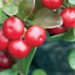 For Brighter, Youthful Skin