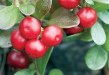 For Brighter, Youthful Skin