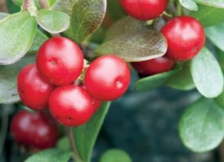 For Brighter, Youthful Skin