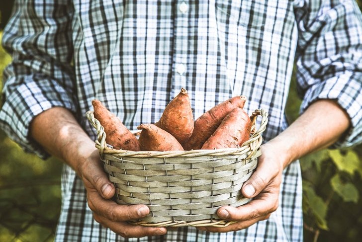 Organic vegetables. Farmers hands with freshly harvested vegetables. Fresh organic sweet potatoes.